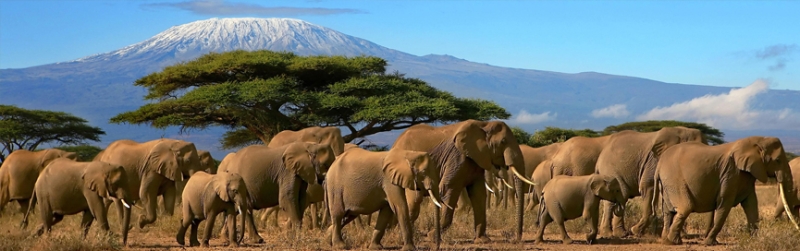 5 national treasures of Africa - which park to choose?