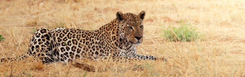 5 national treasures of Africa - which park to choose?