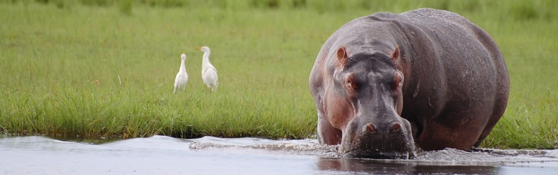 5 national treasures of Africa - which park to choose?