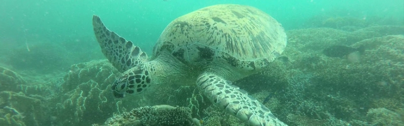 In search of fantastic creatures and coral beauties - Malaysia